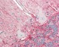 APP / Beta Amyloid Antibody (N-Terminus)